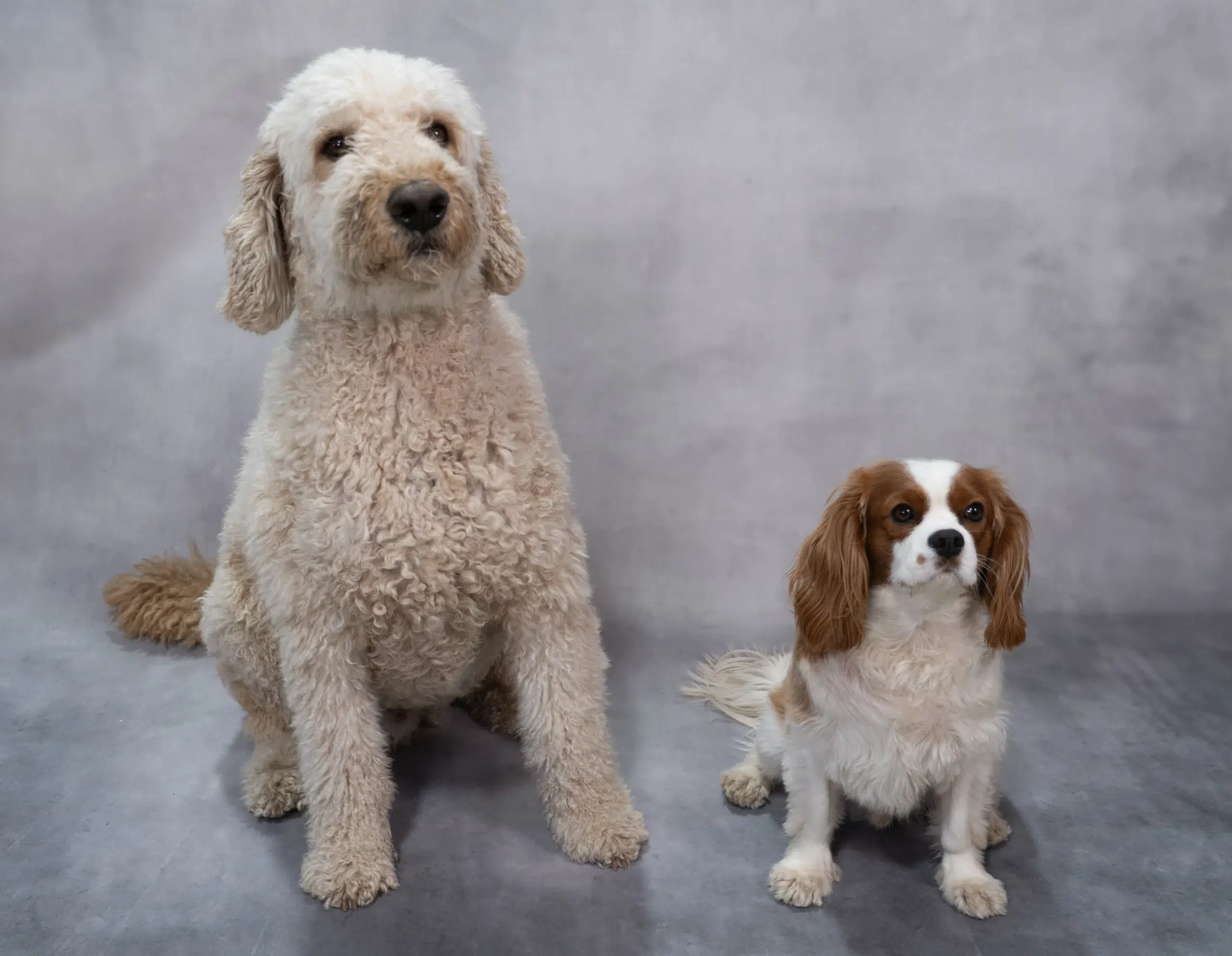 Milo and Bobby