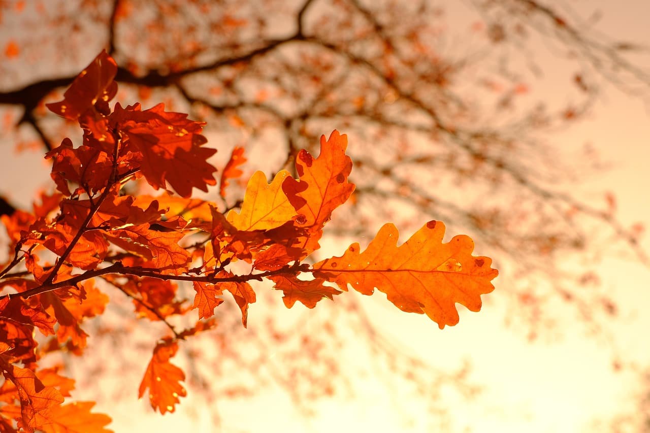 Backlit orange oak leaves on a fall branch in MA, the kind of debris that can clog an outdoor HVAC unit and block airflow