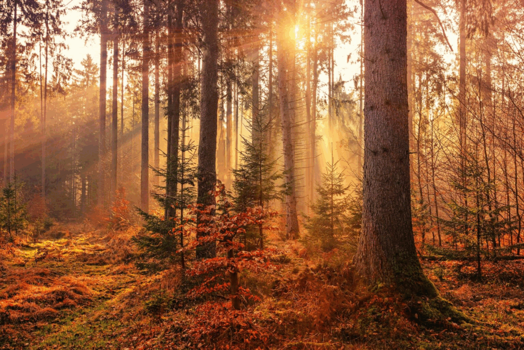 trees in a forest during fall season